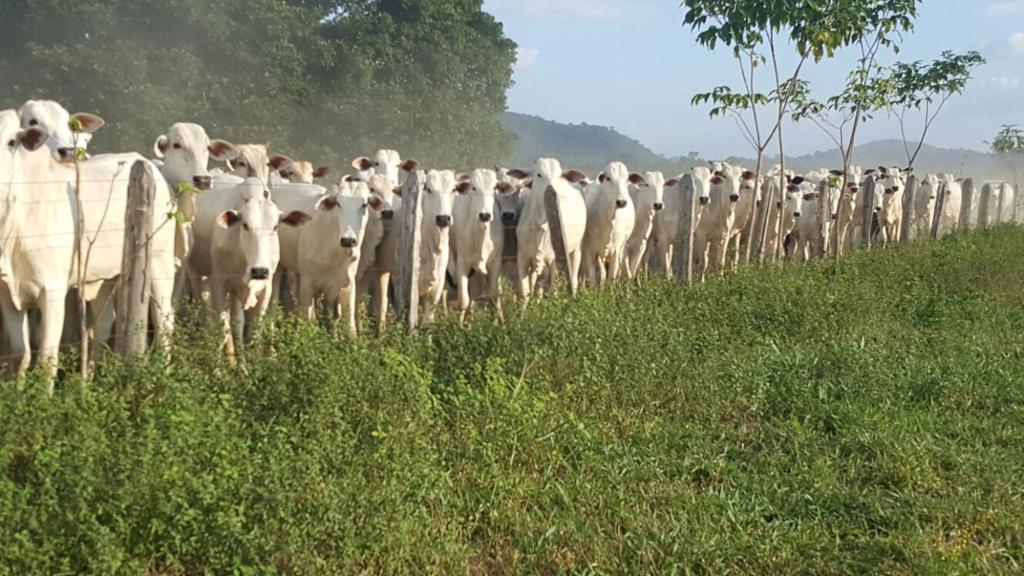 Campanha contra Febre Aftosa teve início neste domingo, 1º, em RR