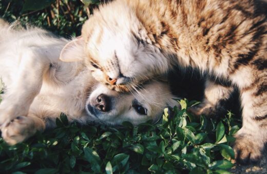 Lei proíbe agressores de animais de terem guarda e impõe multas no Acre