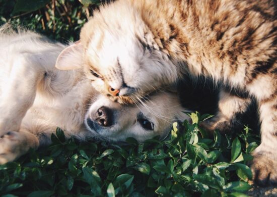 Lei proíbe agressores de animais de terem guarda e impõe multas no Acre