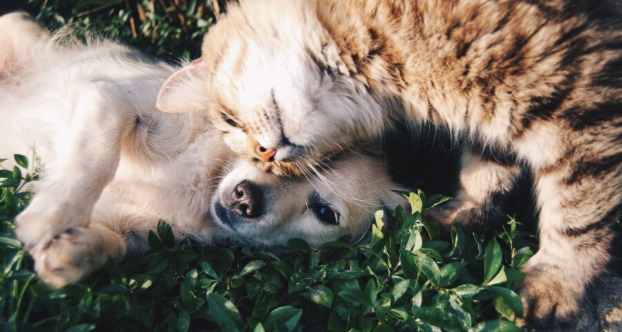 Lei proíbe agressores de animais de terem guarda e impõe multas no Acre