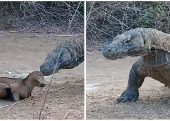 dragao-de-komodo-devorando-presa-foto-reproducao-tiktok-