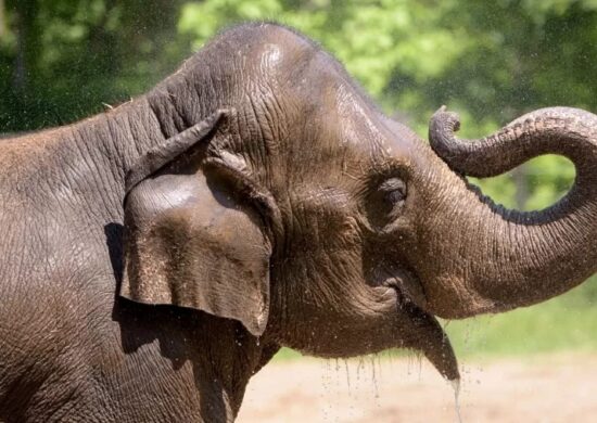 Elefanta morreu do coração - Foto: Reprodução/Facebook/St. Louis Zoo