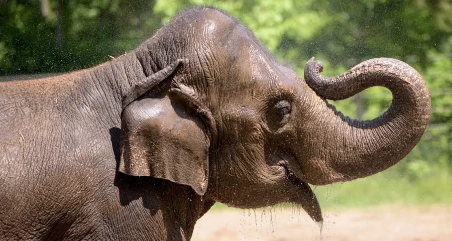 Elefanta morreu do coração - Foto: Reprodução/Facebook/St. Louis Zoo