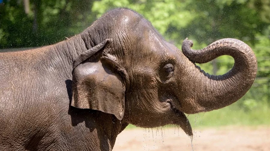 Elefanta morreu do coração - Foto: Reprodução/Facebook/St. Louis Zoo