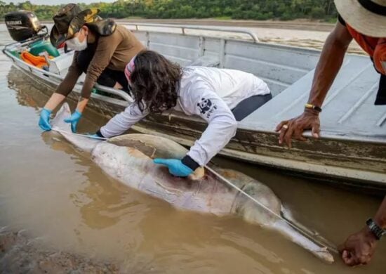 Temperatura da água chegou a mais de 39°C em lago de Tefé-AM