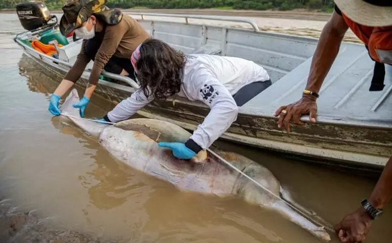 Temperatura da água chegou a mais de 39°C em lago de Tefé-AM