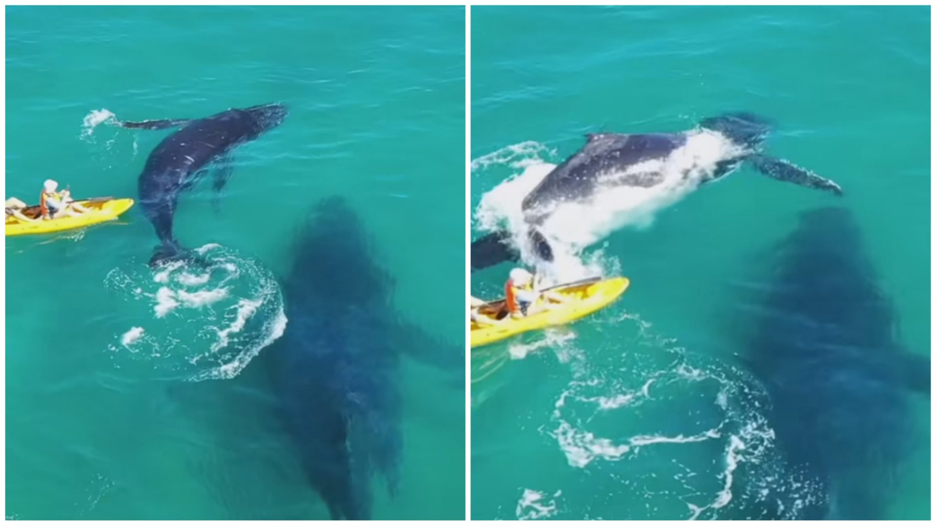 Baleias estavam nadando próximas aos canoístas - Foto: Reprodução/Instagram/@issydphoto