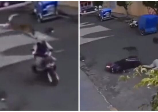 video-cachorro-pula-de-sacada-motociclista-foto-reproducao-redes-sociais