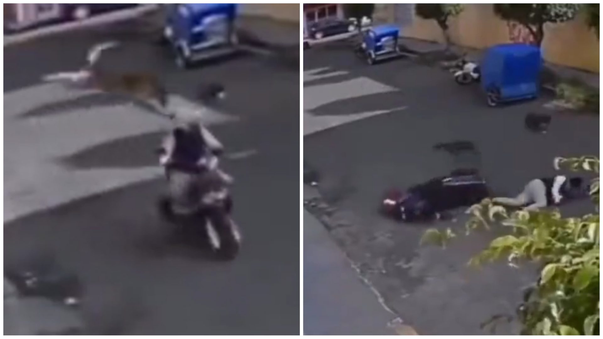 video-cachorro-pula-de-sacada-motociclista-foto-reproducao-redes-sociais