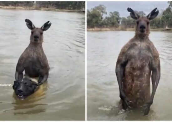 Canguru estava com animal dentro da água - Foto: Reprodução/Redes Sociais