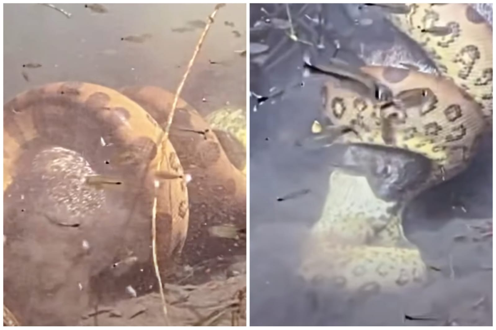 video-sucuri-abocanha-porco-selvagem-rio-ms-foto-reproducao-guiacelioaraujo