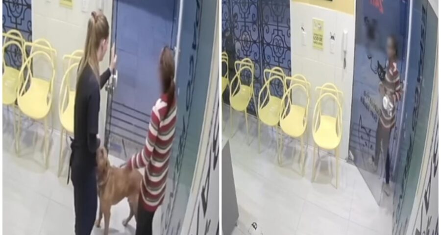 video-tutora-abandona-cachorro-veterinaria-foto-reproducao-instagram-bichobrasil24h