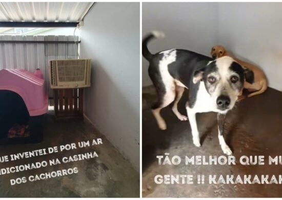 video-tutora-ar-condicionado-calor-pets-pr-foto-reproducao-tiktok-bruftonin