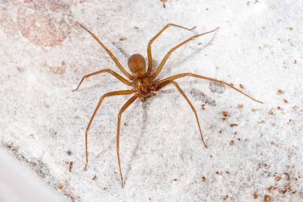 Caso Darlyn Especialista faz alerta sobre ataques de aranhas peçonhentas