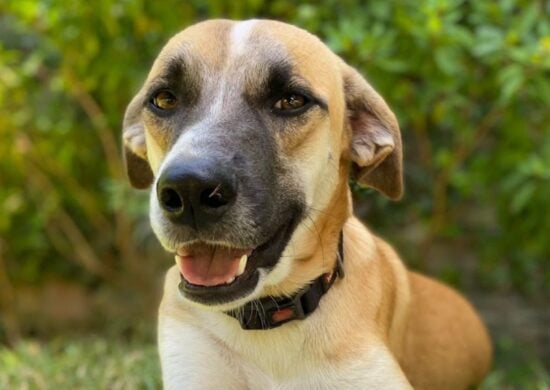 Cachorro não resistiu aos golpes de facão e morreu no local - Foto: