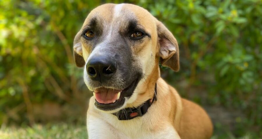 Cachorro não resistiu aos golpes de facão e morreu no local - Foto: