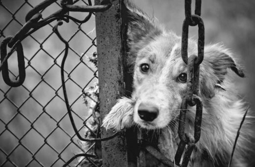 Imagens de câmera de segurança flagraram o momento em que a mulher arremessa os cachorros - Foto: Reprodução/Canva