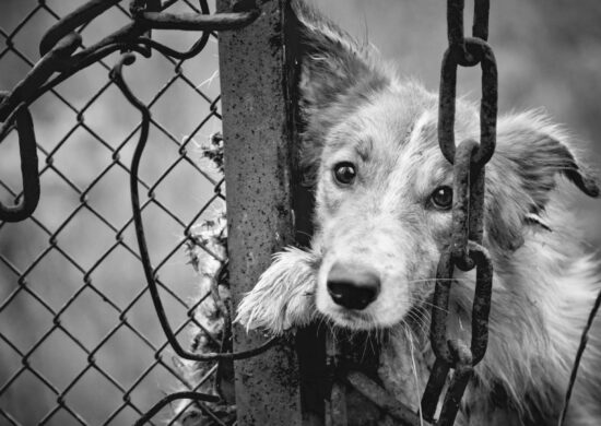 Imagens de câmera de segurança flagraram o momento em que a mulher arremessa os cachorros - Foto: Reprodução/Canva