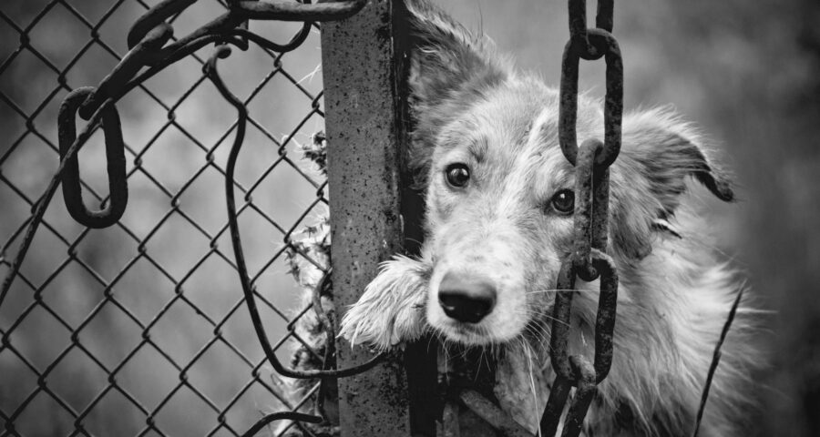 Imagens de câmera de segurança flagraram o momento em que a mulher arremessa os cachorros - Foto: Reprodução/Canva