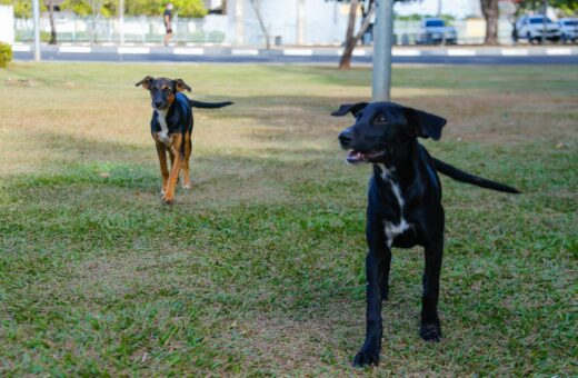 ALE – RR realiza Audiência Pública sobre causa animal