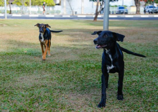 ALE – RR realiza Audiência Pública sobre causa animal