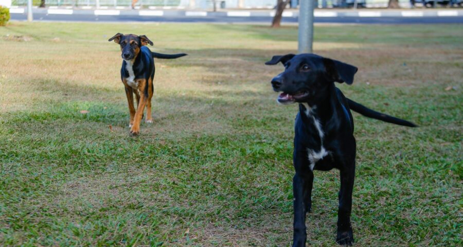 ALE – RR realiza Audiência Pública sobre causa animal