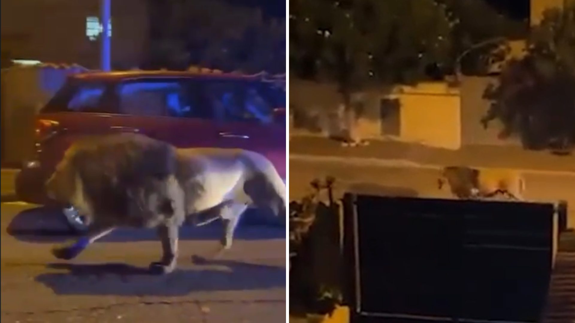 Leão aterroriza moradores em ruas da Itália após fugir do circo; veja vídeo