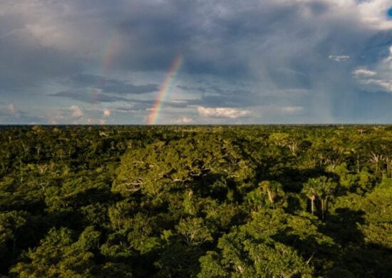 Para reduzir desmatamento, Acre lança planos de proteção ao meio ambiente 