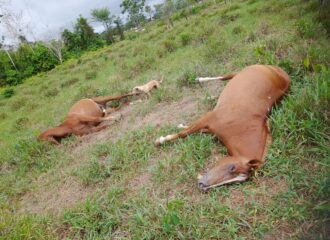 Três casos de morte de animais por queda de raio ocorrem em uma semana no AC