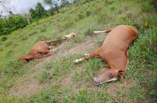 Três casos de morte de animais por queda de raio ocorrem em uma semana no AC