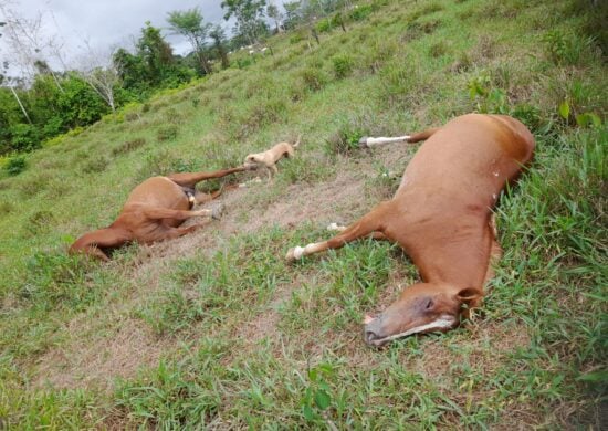 Três casos de morte de animais por queda de raio ocorrem em uma semana no AC