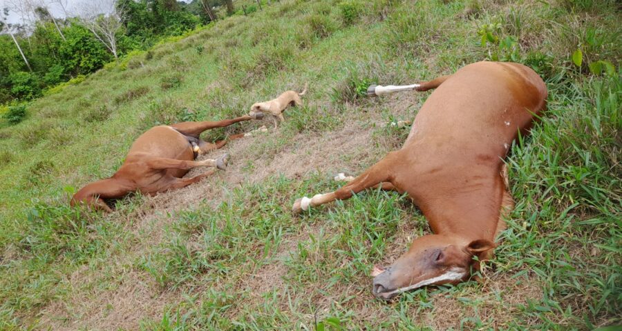 Três casos de morte de animais por queda de raio ocorrem em uma semana no AC