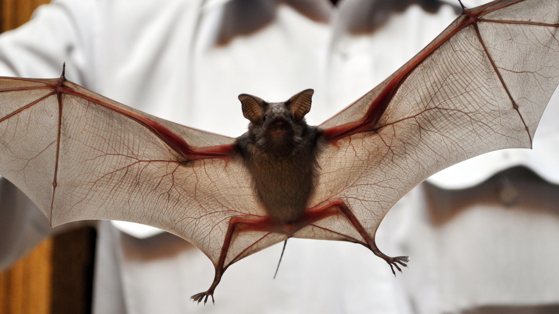 Morcego com pênis gigante é capaz de fazer sexo por 13 horas seguida- Foto: Reprodução/Canva