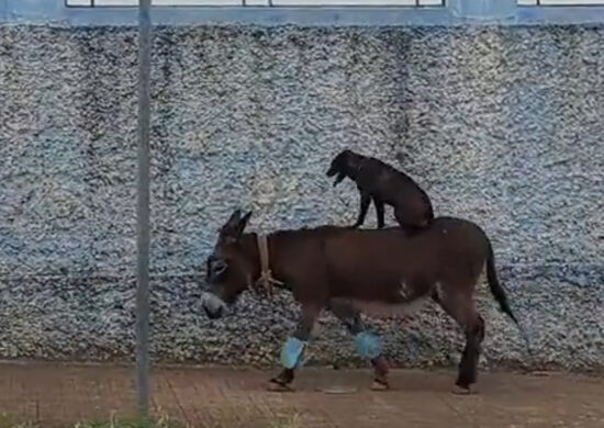 Cachorro e burro protagonizam cena inusitada no inteiror de SP - Foto: Reprodução/WhatsApp