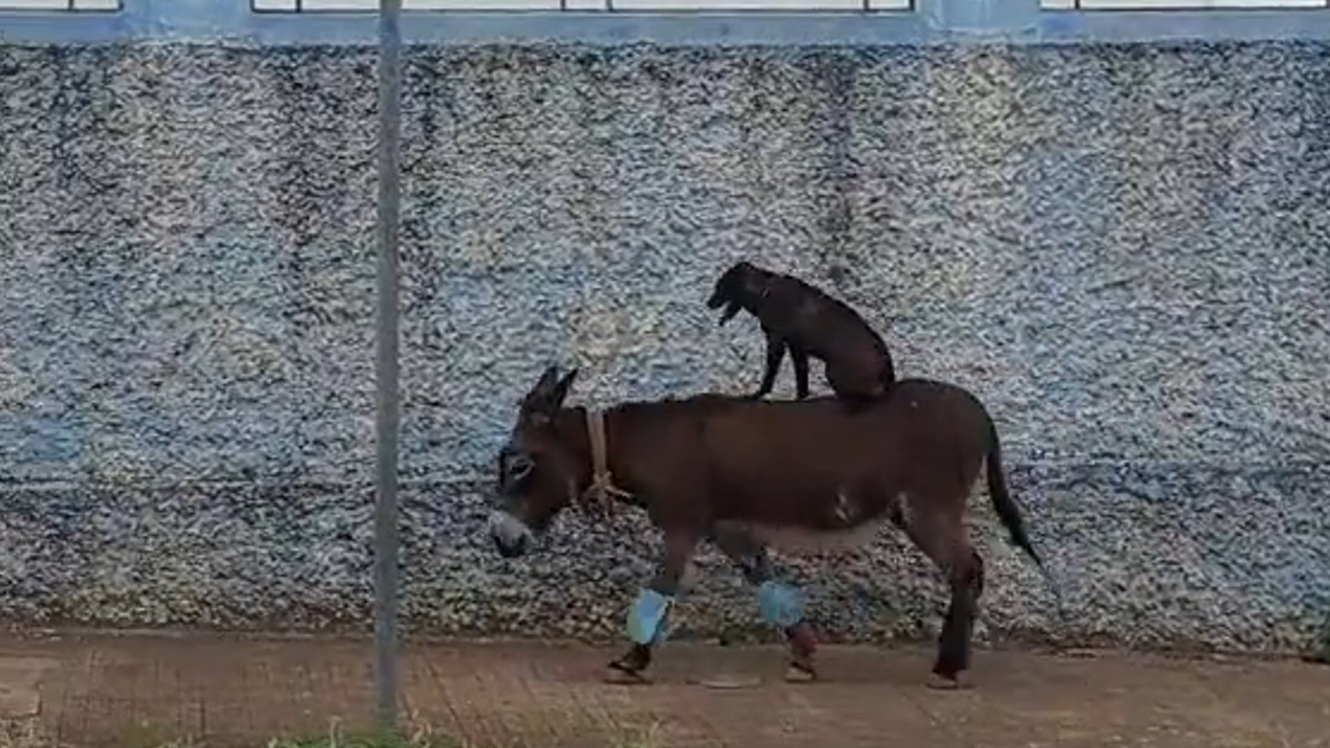 Cachorro e burro protagonizam cena inusitada no inteiror de SP - Foto: Reprodução/WhatsApp