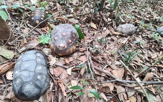 Pássaros e quelônios são devolvidos ao habitat no Amazonas