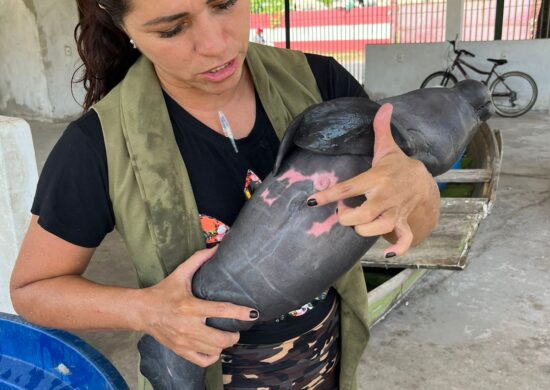 Somente neste ano, dez filhotes de peixe-boi foram resgatados na ilha tupinambarana e enviado ao Inpa - Foto: Reprodução/TV Norte Amazonas