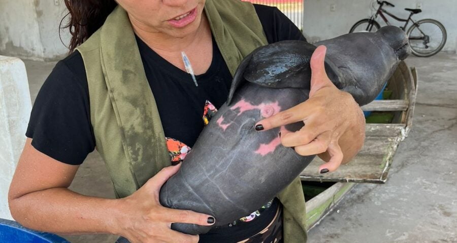 Somente neste ano, dez filhotes de peixe-boi foram resgatados na ilha tupinambarana e enviado ao Inpa - Foto: Reprodução/TV Norte Amazonas