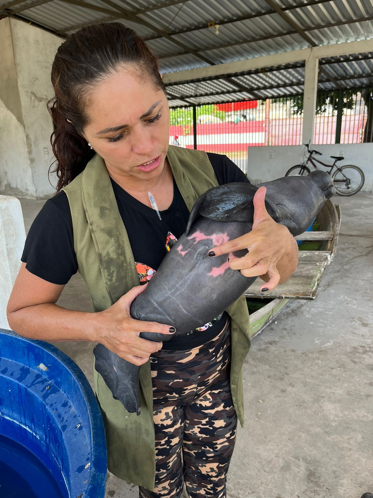 Somente neste ano, dez filhotes de peixe-boi foram resgatados na ilha tupinambarana e enviado ao Inpa - Foto: Reprodução/TV Norte Amazonas