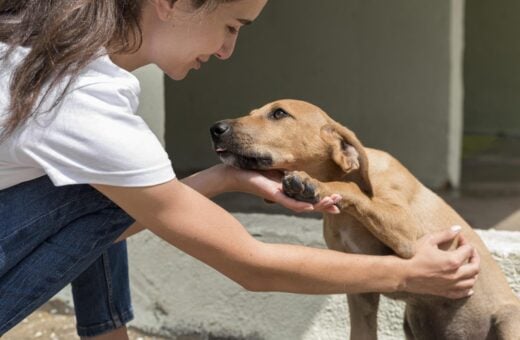 Pet Day ocorre sábado (2) e domingo (3) - Foto: Divulgação