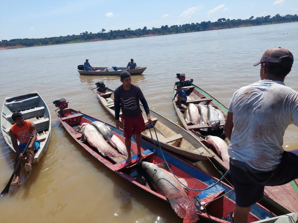 Pirarucu foi apreendido em uma embarcação no Rio Solimões - Fotos: Divulgação/SSP-AM