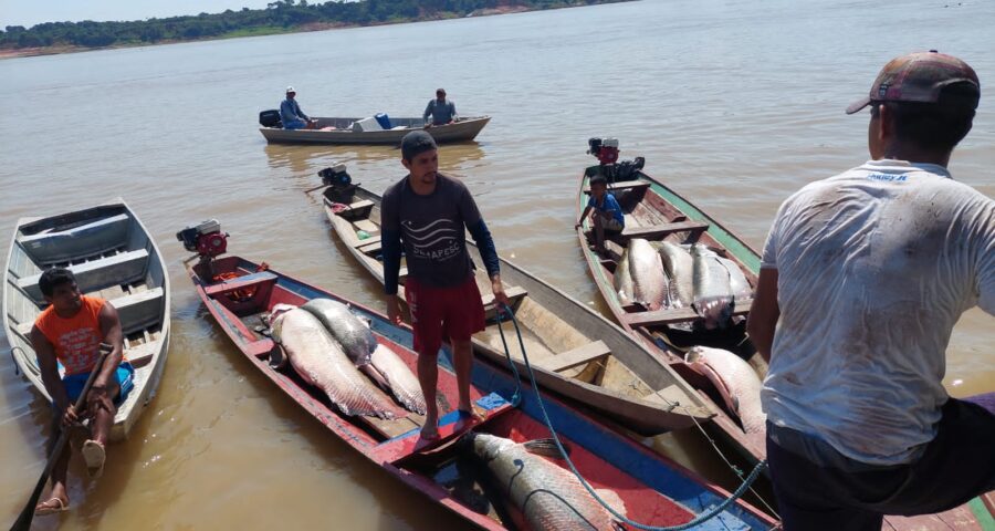 Pirarucu foi apreendido em uma embarcação no Rio Solimões - Fotos: Divulgação/SSP-AM