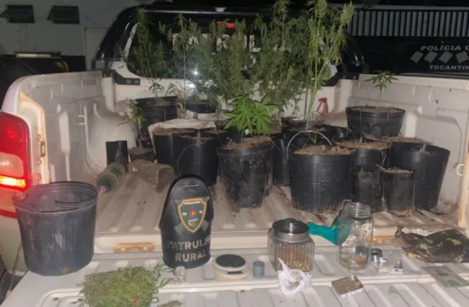 Preso homem que cultivava maconha em zona rural do Tocantins