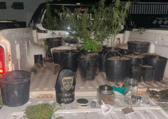 Preso homem que cultivava maconha em zona rural do Tocantins