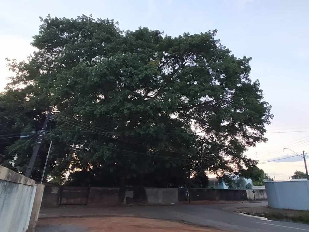 Samaúma faz bastante sombra na rua do Asa Branca