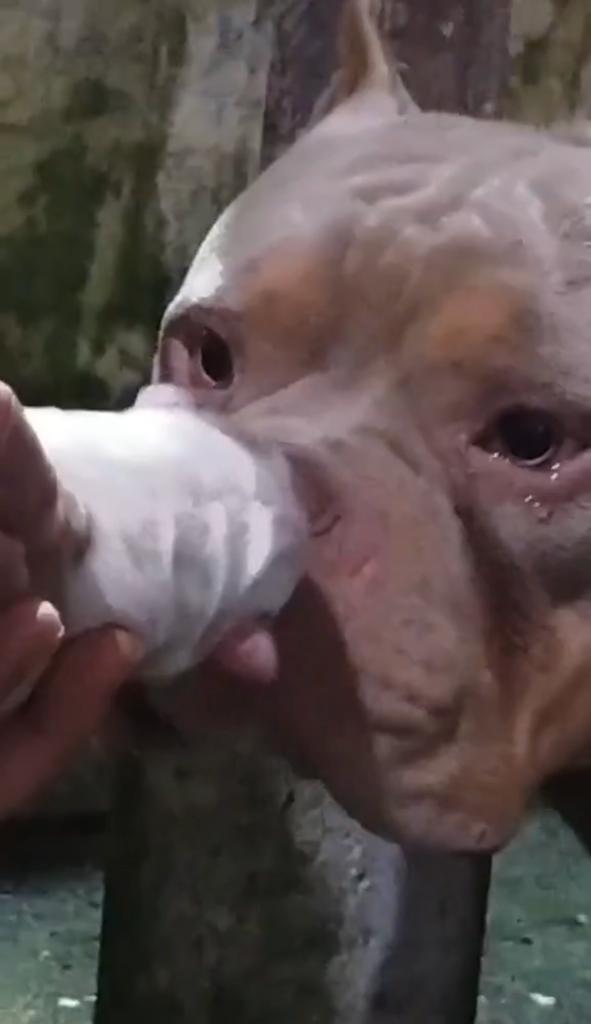 VÍDEO: Pitbull chora ao ver filhote e viraliza na internet