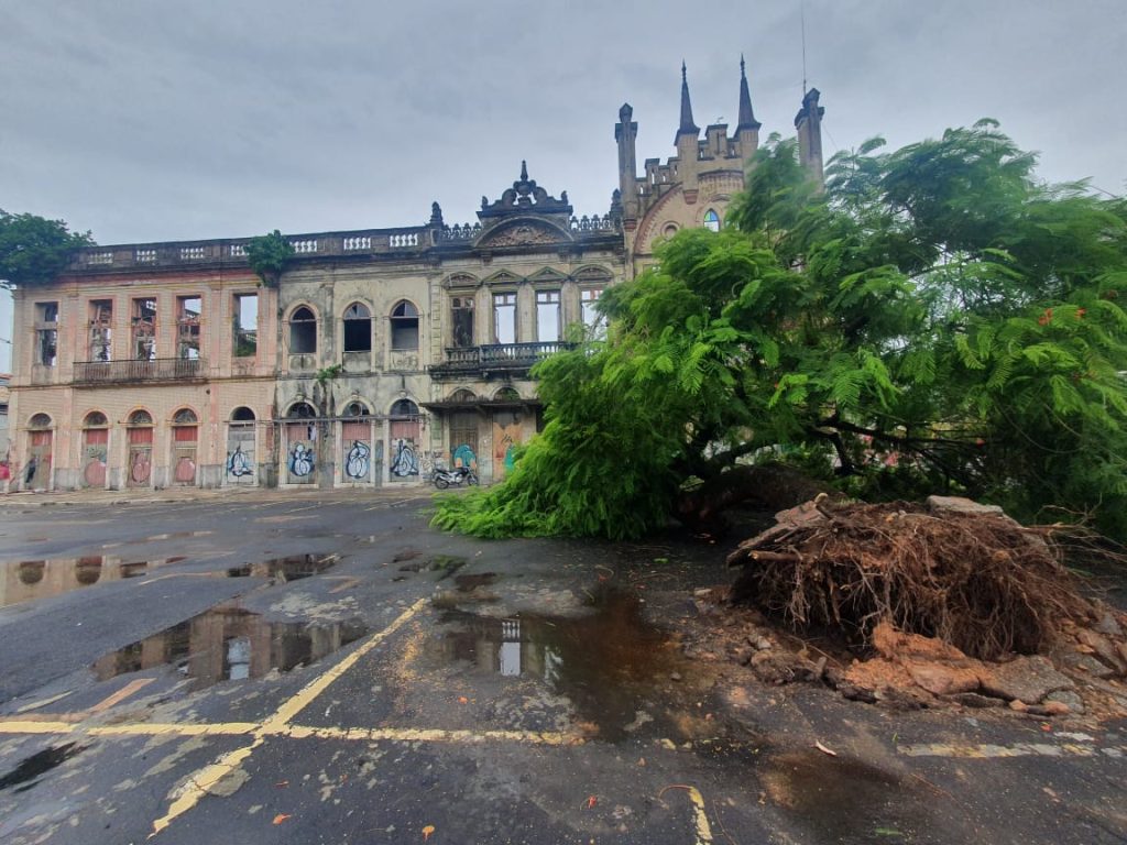 Árvore tombou durante forte chuva na capital - Foto: Reprodução/WhatsApp