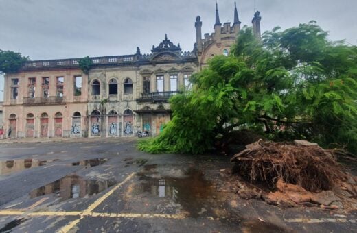 Árvore tombou durante forte chuva na capital - Foto: Reprodução/WhatsApp