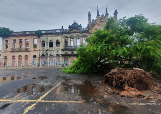 Árvore tombou durante forte chuva na capital - Foto: Reprodução/WhatsApp