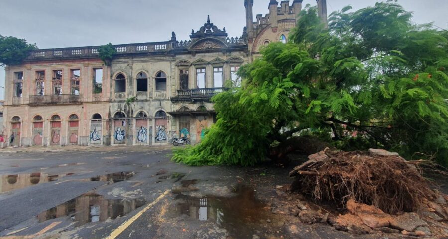 Árvore tombou durante forte chuva na capital - Foto: Reprodução/WhatsApp